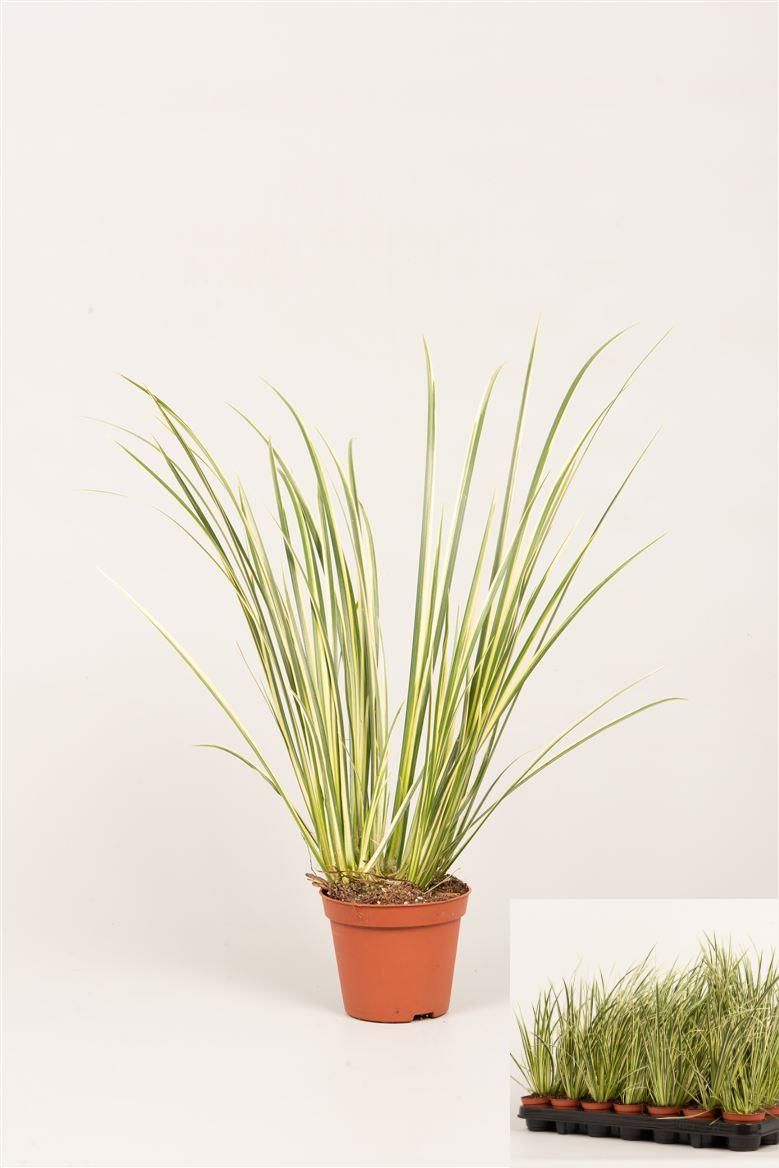 Acorus gram. 'Variegatus', D 8