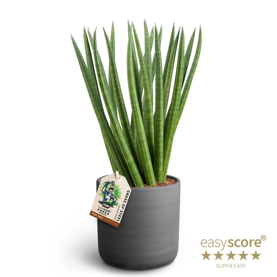 SANSEVIERIA CYLINDRICA 41131650 Raw Black Spaghetti, D 11