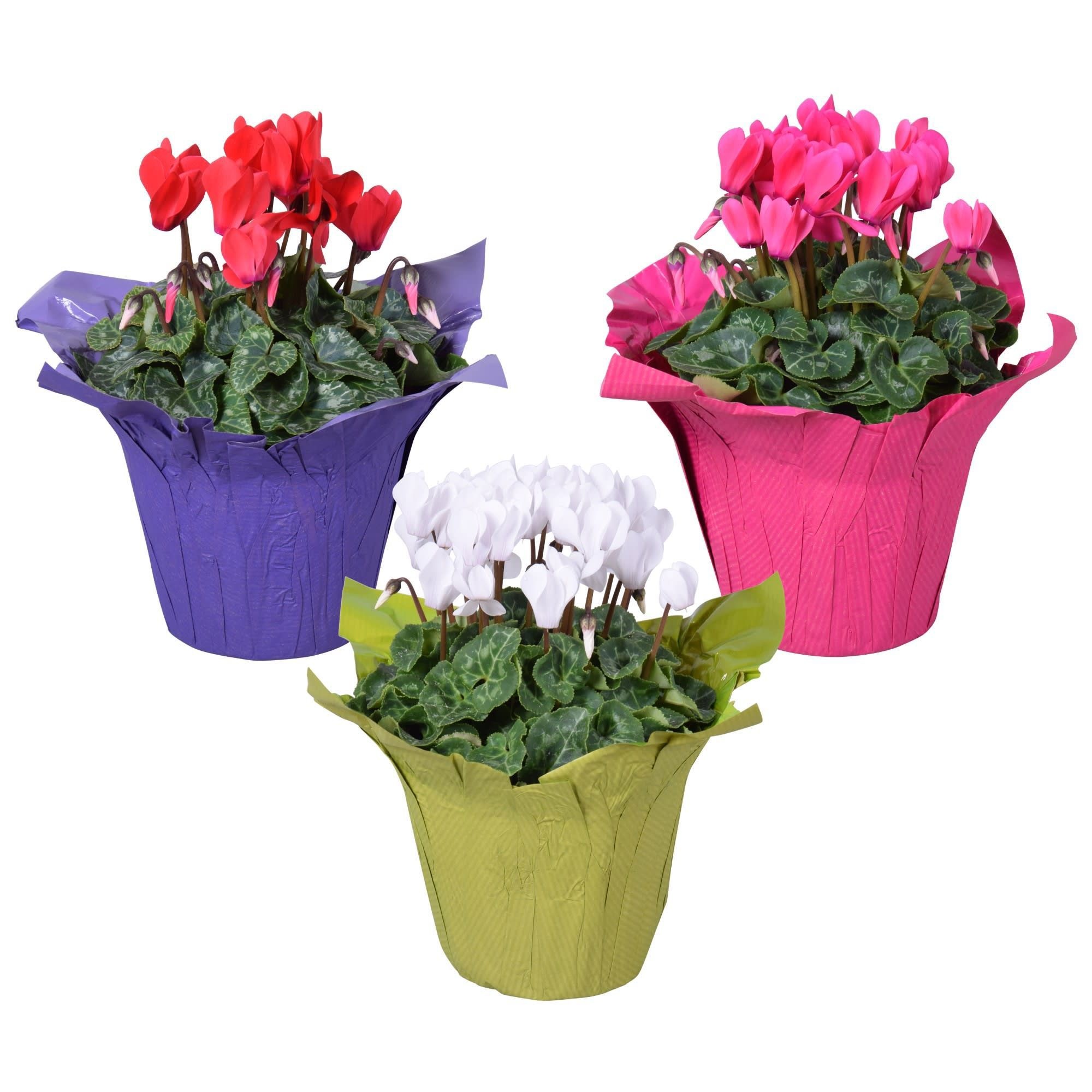 Cyclaam mini in kleurige wrap, D 10,5