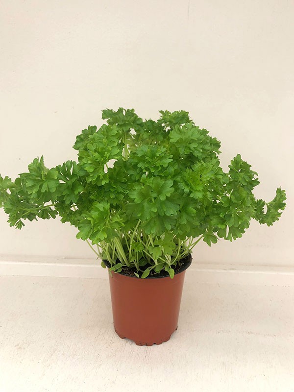 PETROSELINUM (FLERE TYPER), D 11