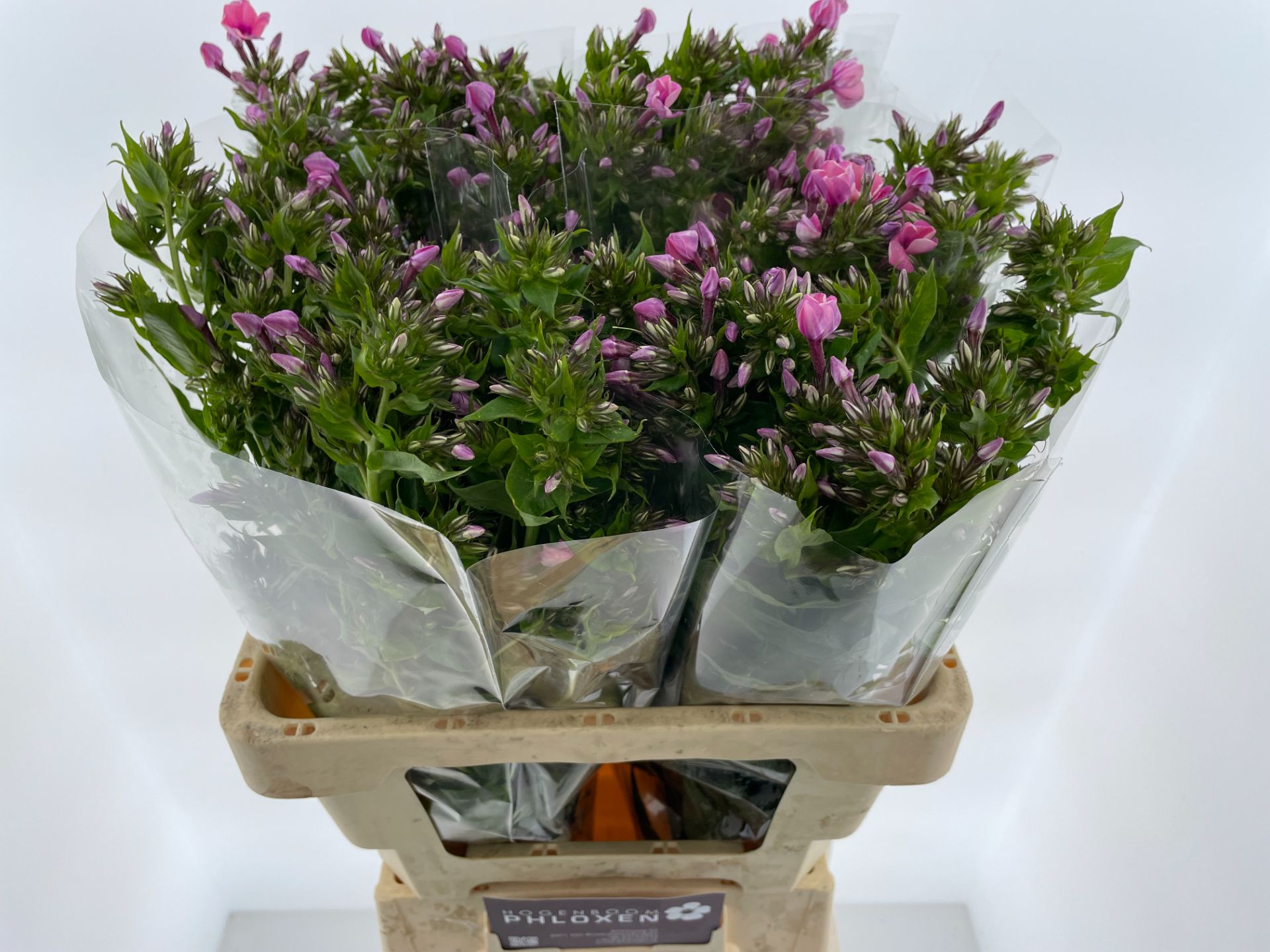 Флокс Кики 60, шт.