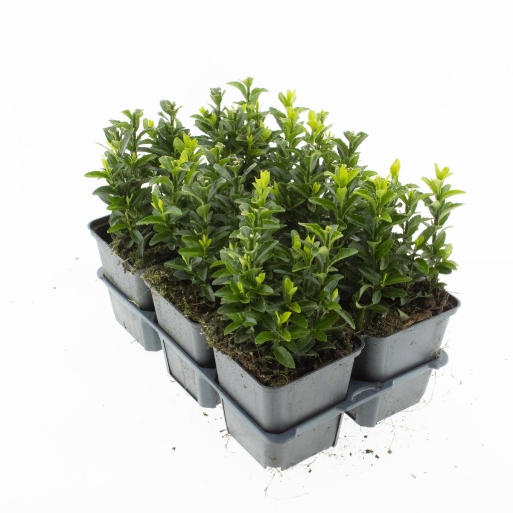 Euonymus jap. 'Green Spire', D 9