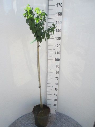 Hibiscus syr. Marina 100st P28, D 28