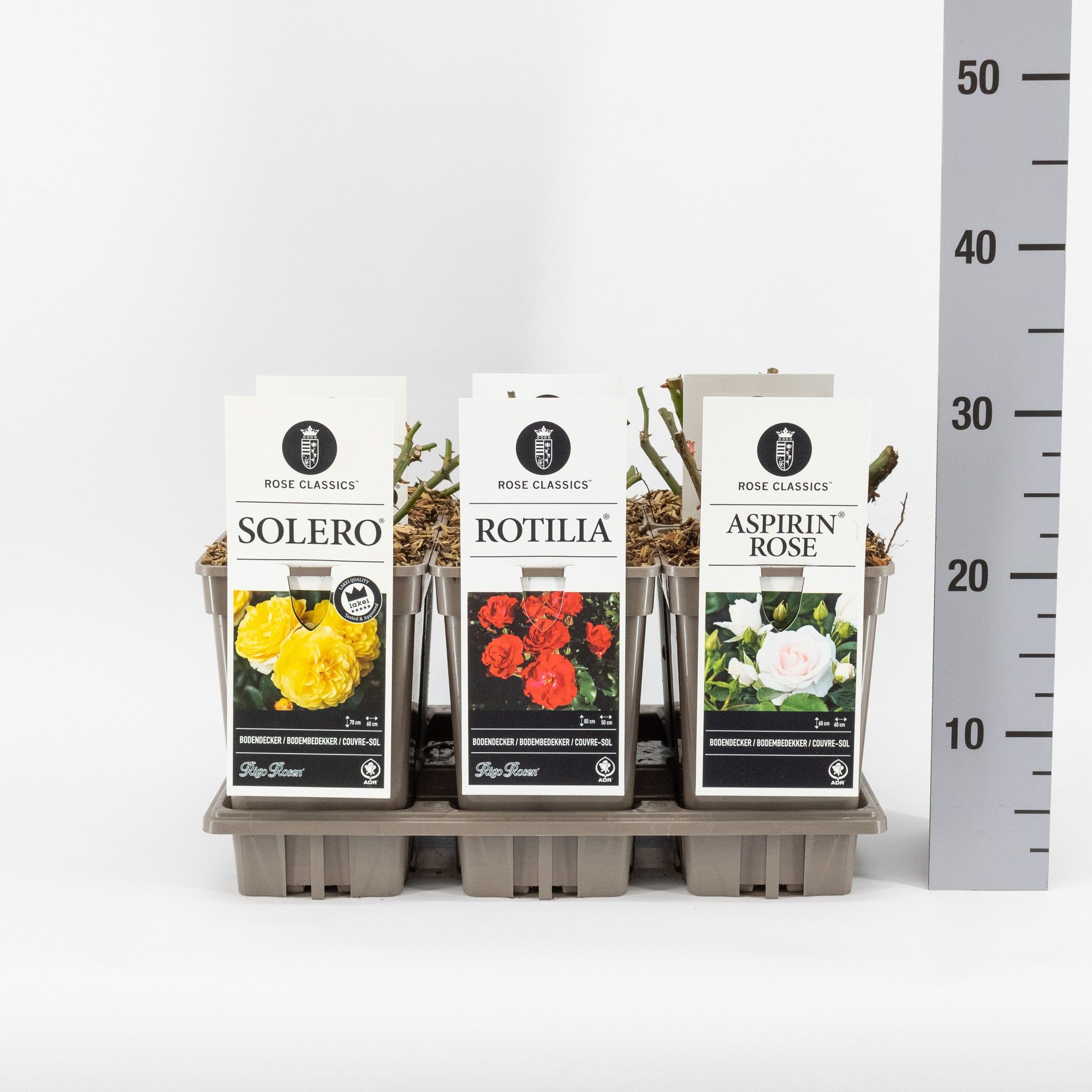 Rose Classics bodembedekkend (P) mix, C3, D 17