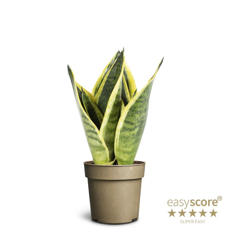 SANSEVIERIA TRIFASCIATA 'Superba', D 11