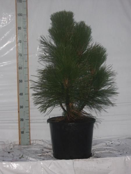 Pinus nigra Pyramidalis, D 32