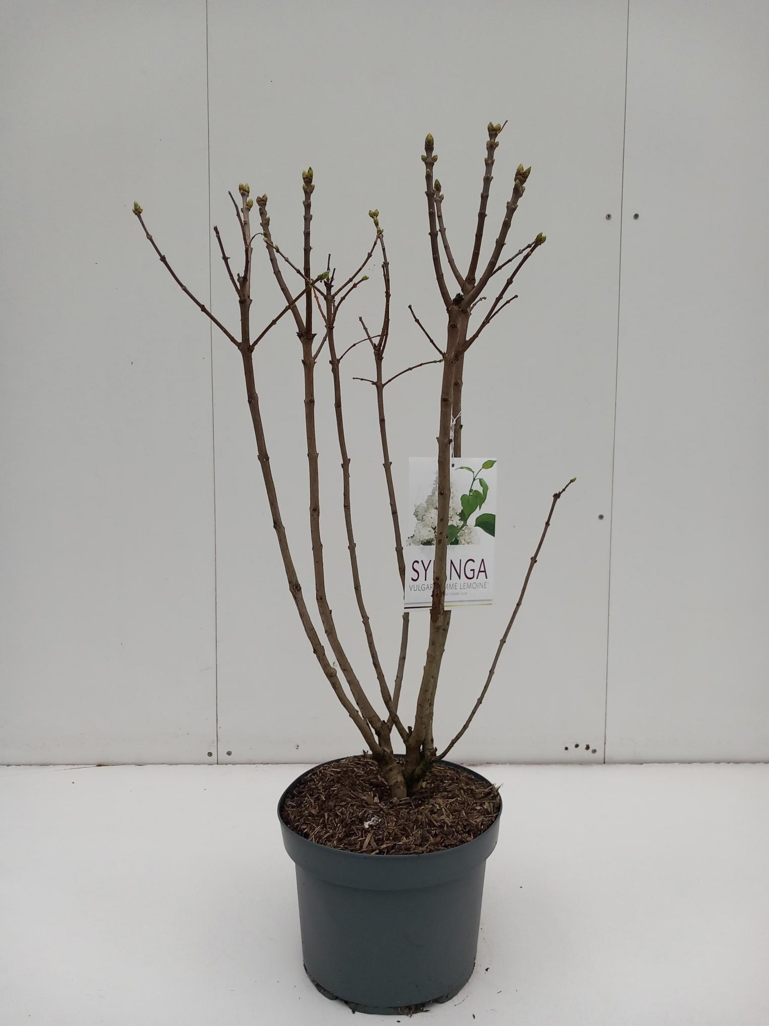 Syringa Mme. Lemoine, D 29