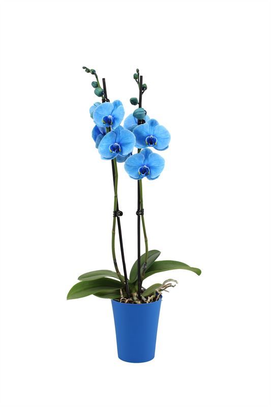 Linge p12 blue Phal I am Blue 2T14+, D 12