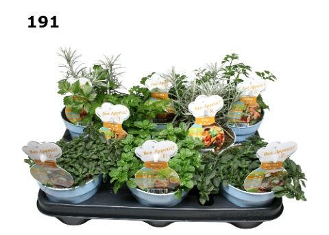 Kruiden 12 cm gemengd Italiaanse mix, D 12