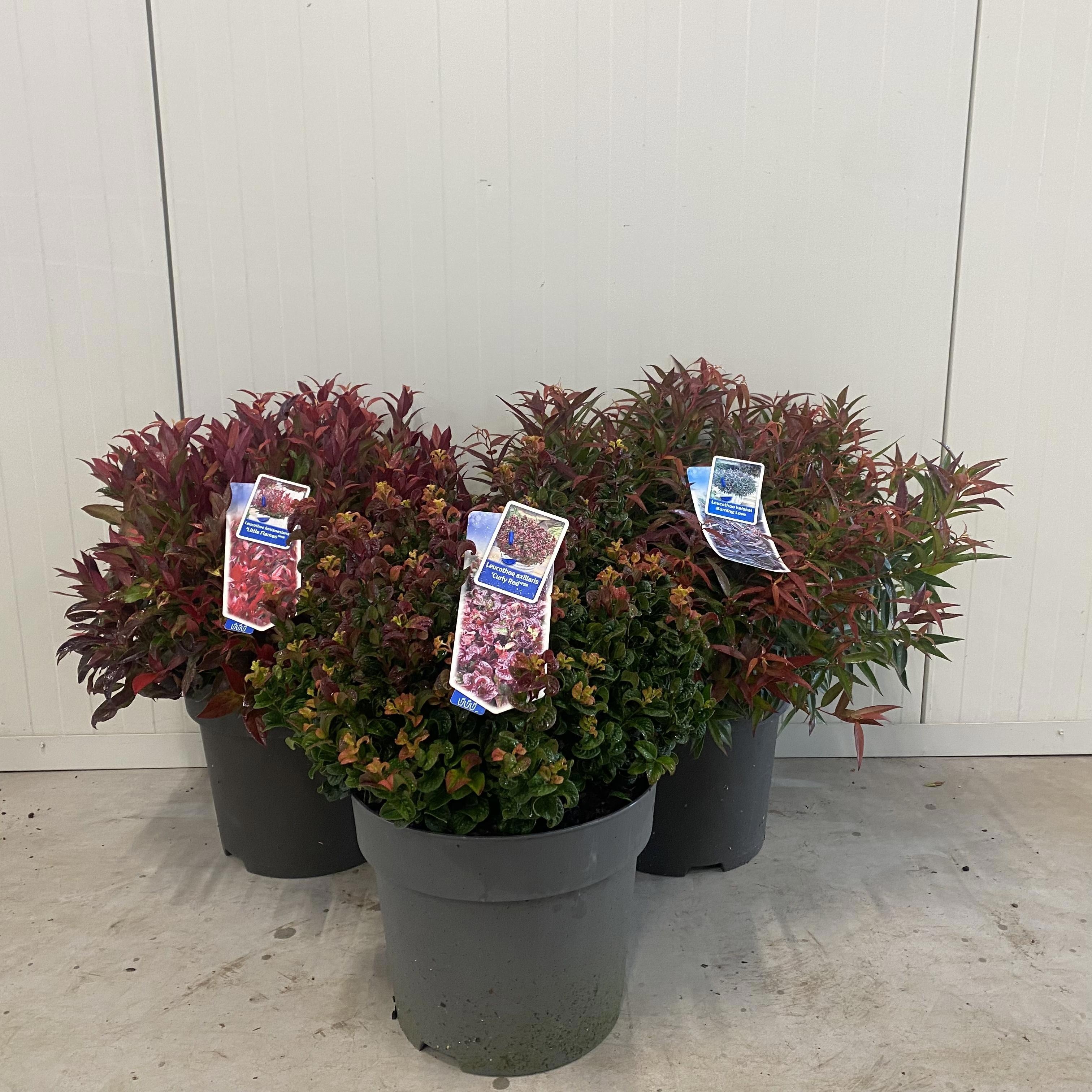 Leucothoë mix (minimum order one layer), D 32