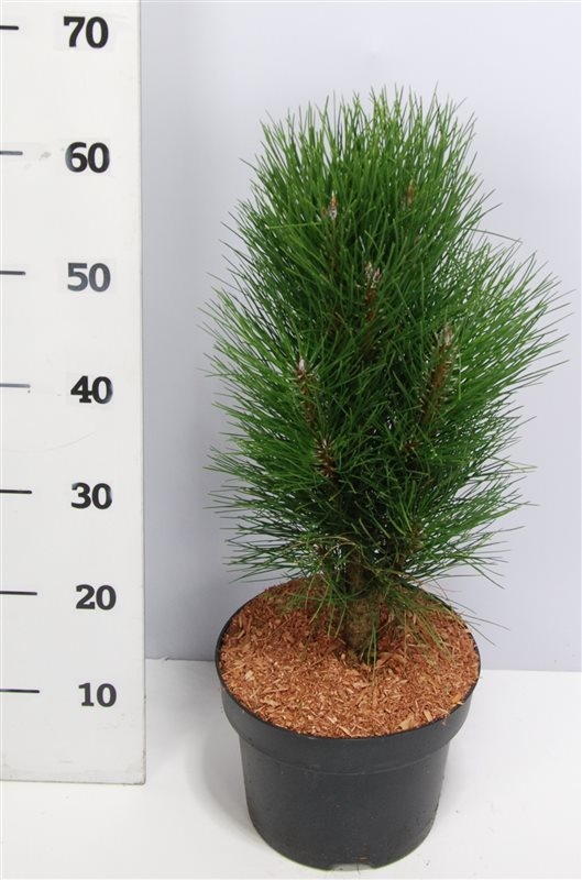 Pinus nigra 'Green Tower', D 23