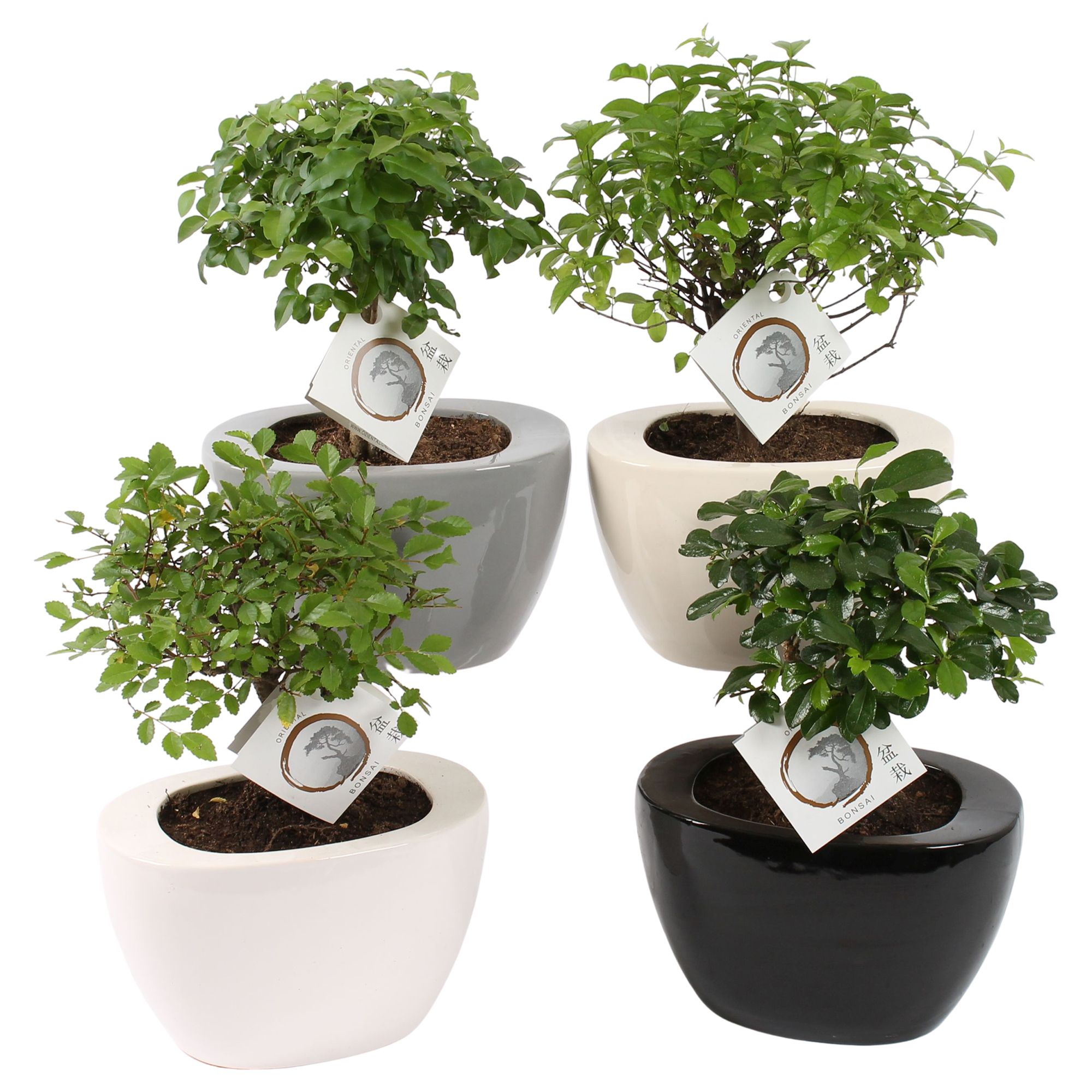 Bonsai Mixed in 19cm Folded pot colormix, D 19
