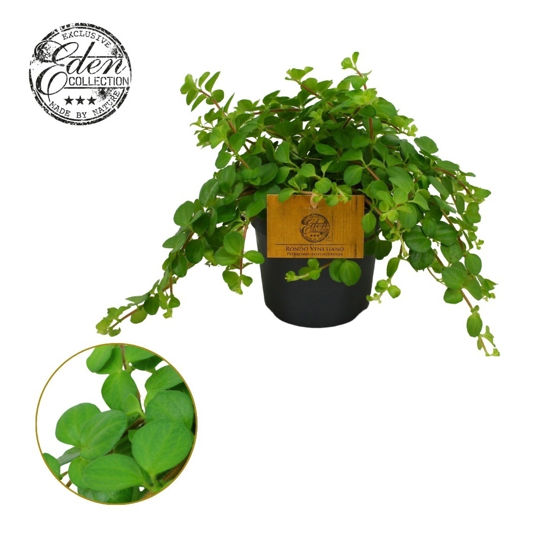 Peperomia Rotundifolia 10,5cm, D 10,5