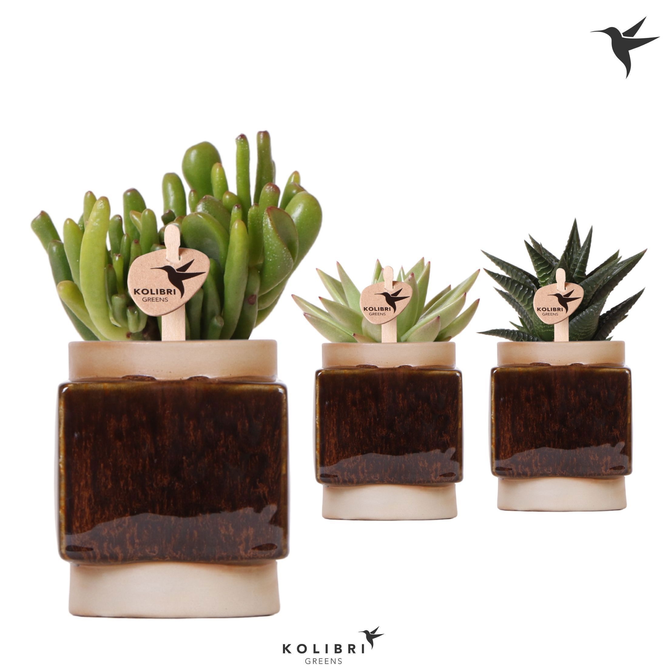 Kolibri Greens Succulenten mix in Classy Cube pot, D 6
