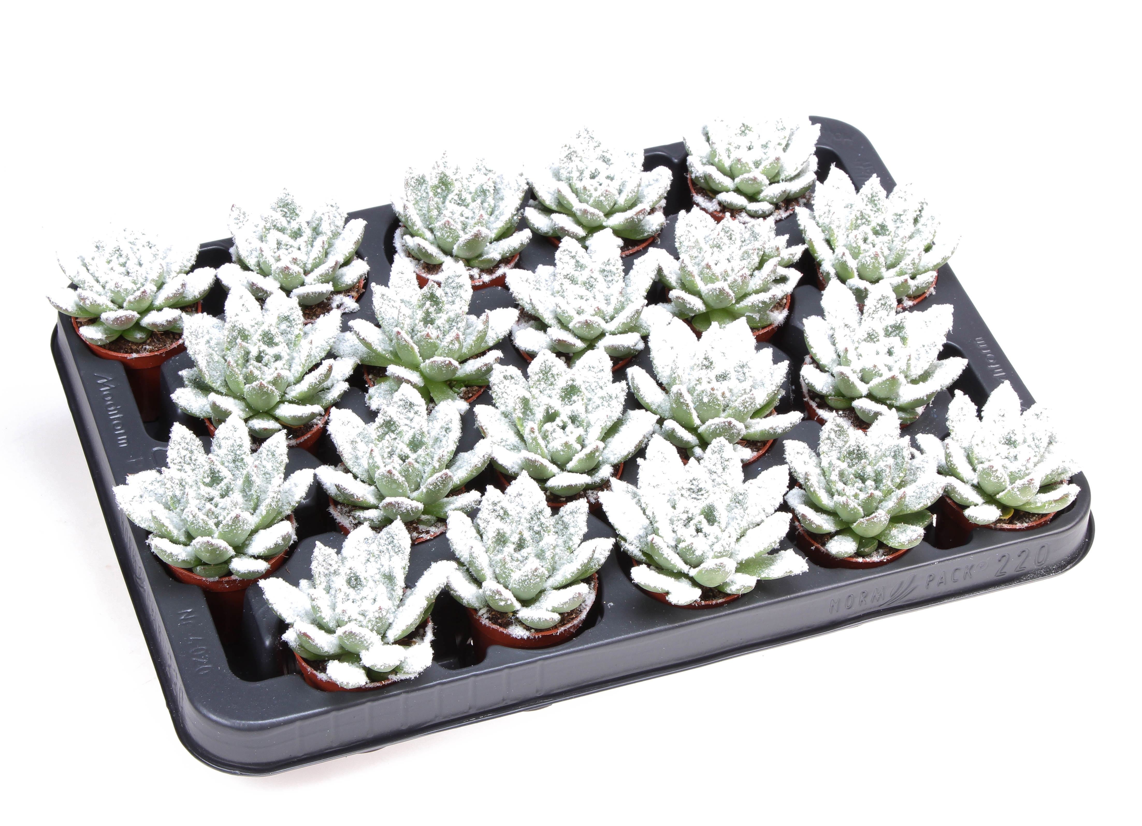 Miranda + bio snow, D 5,5