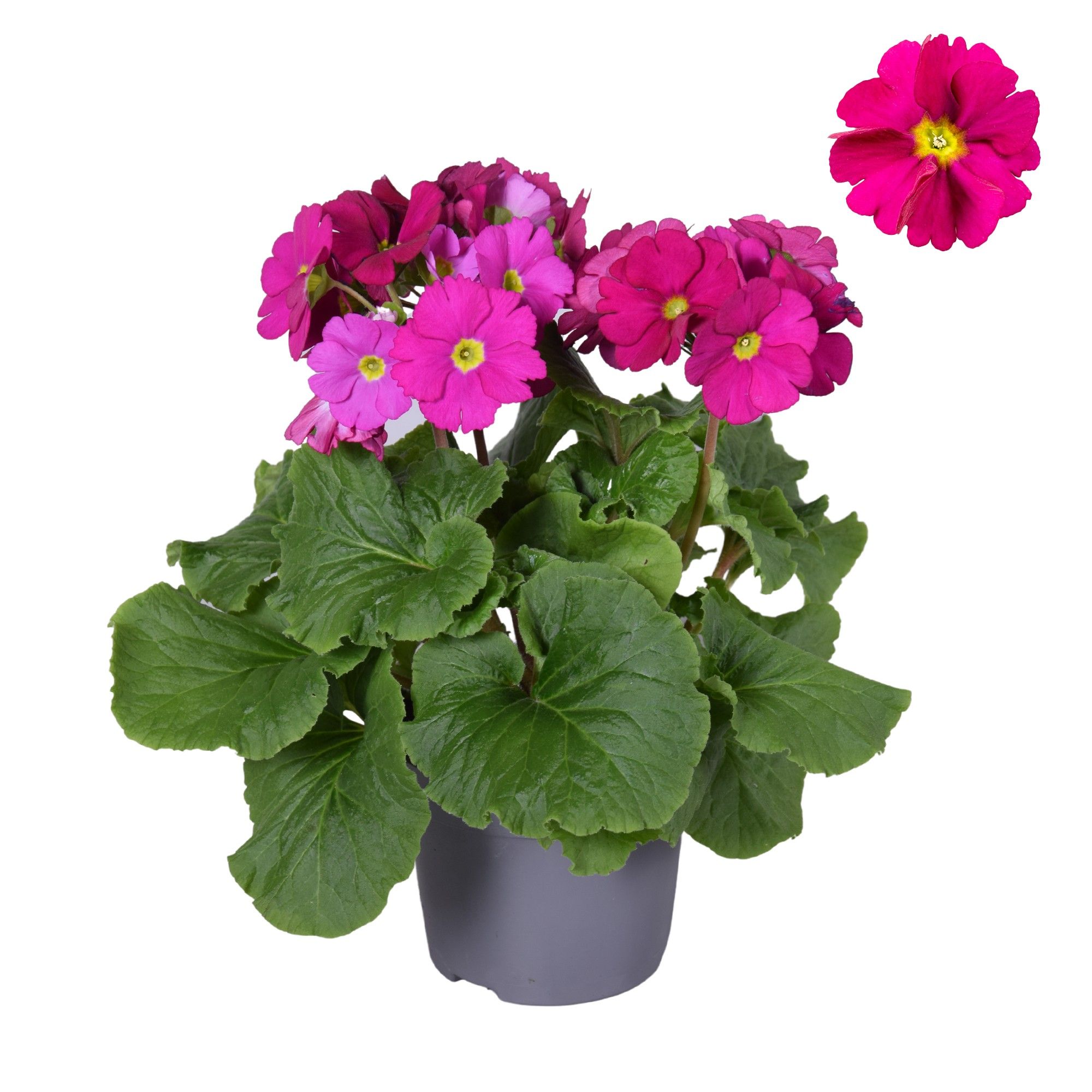 Prim Sweet Kisses Rood zonder hoes, D 12