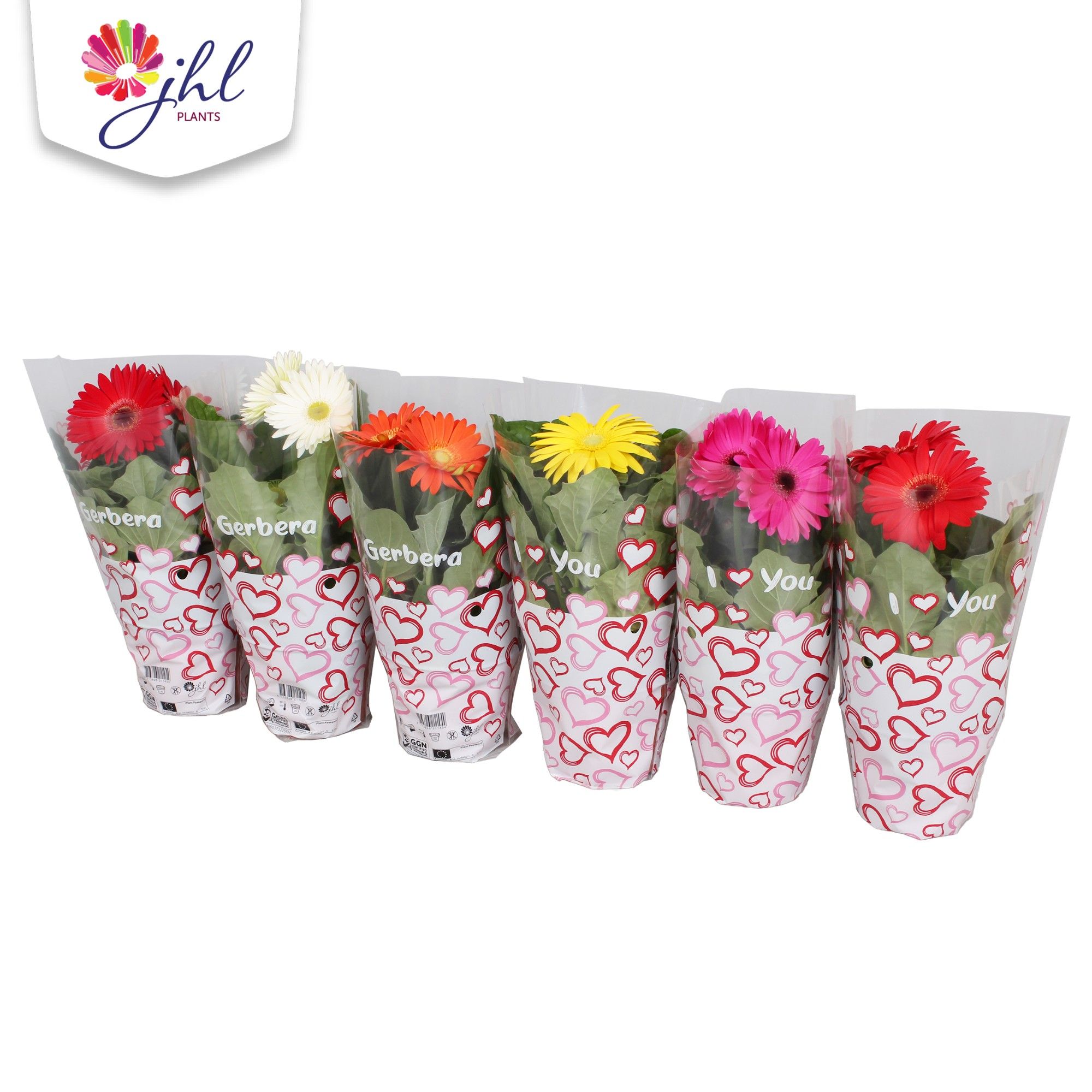 Gerbera Colourgame Hartjes hoes 22-28 cm, D 9