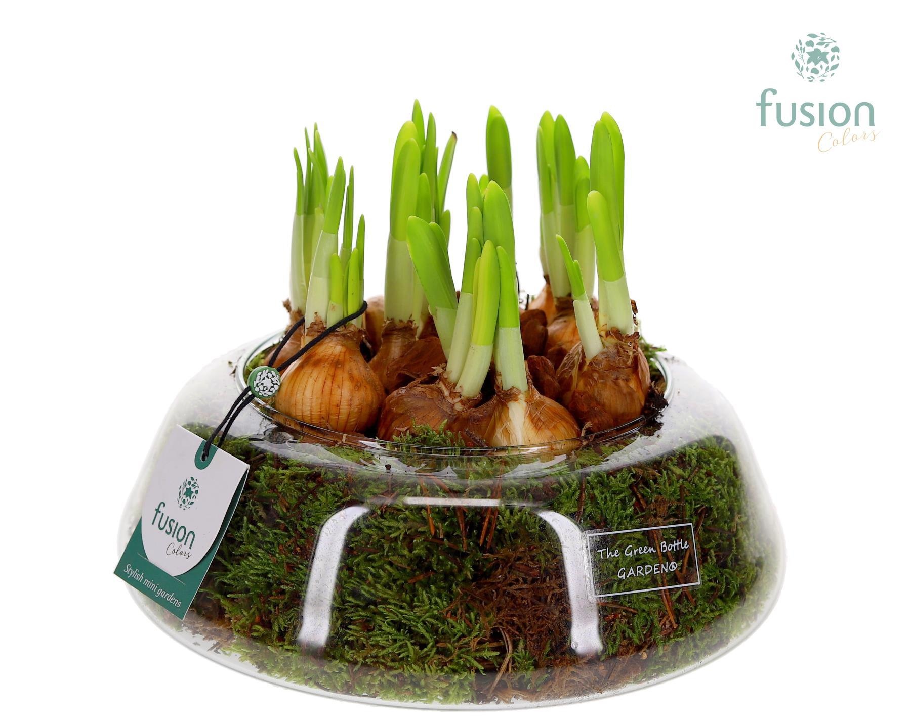 Green Bottle Christel Large met Narcissus, D 24