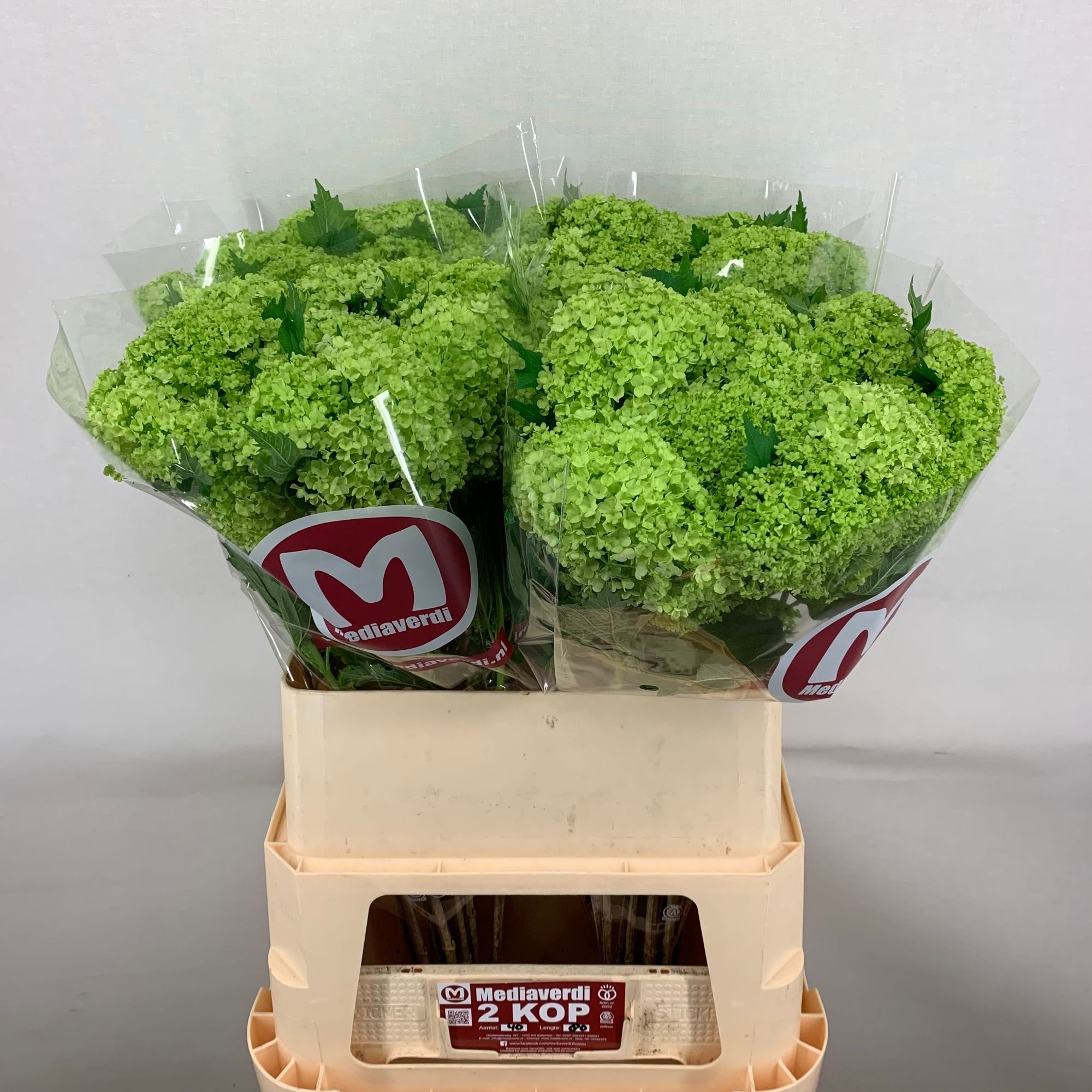 Вибурнум Розеум 80 (зел.), шт.