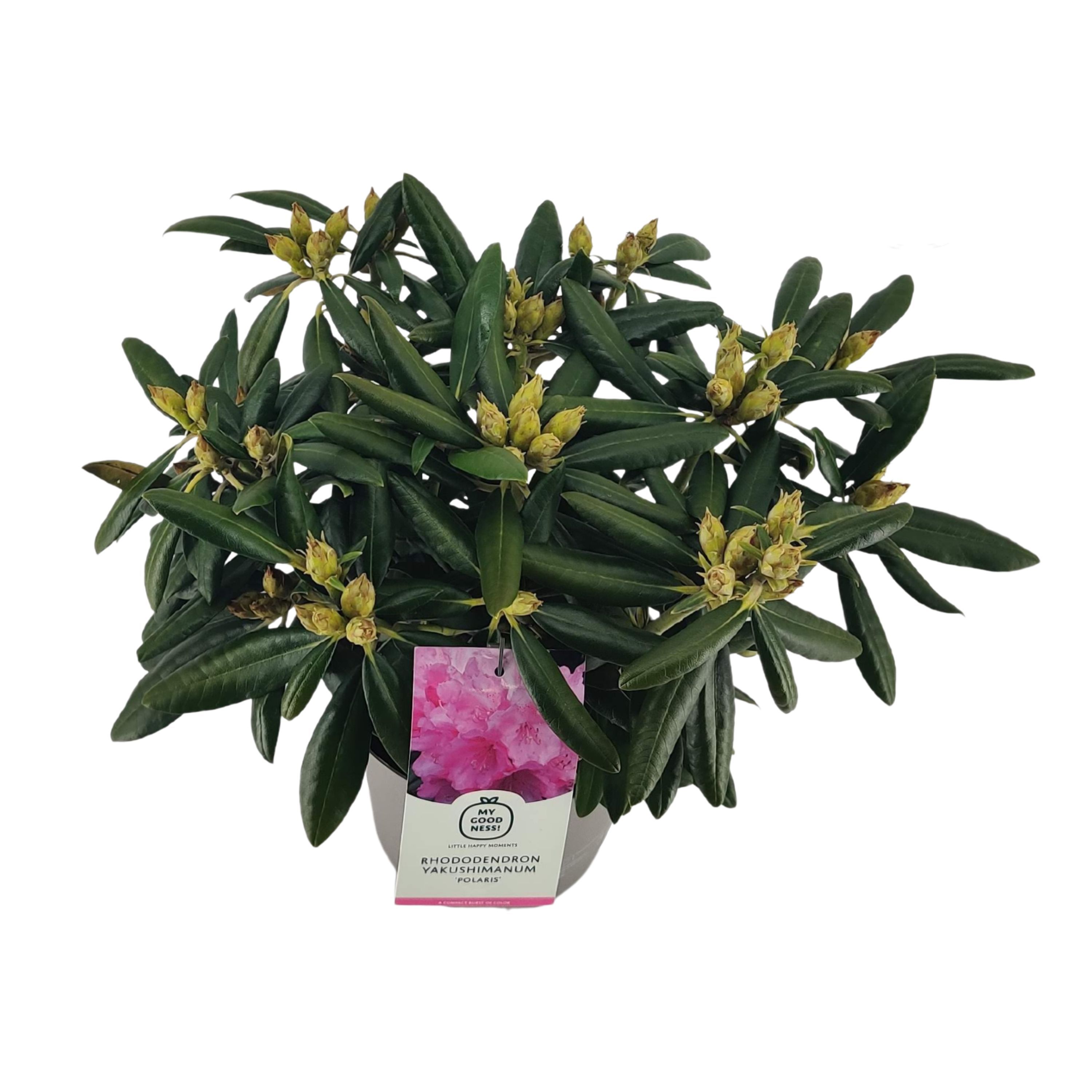 Rhododendron 30-40 /4 liter 'Polaris'yakushimanum, D 21