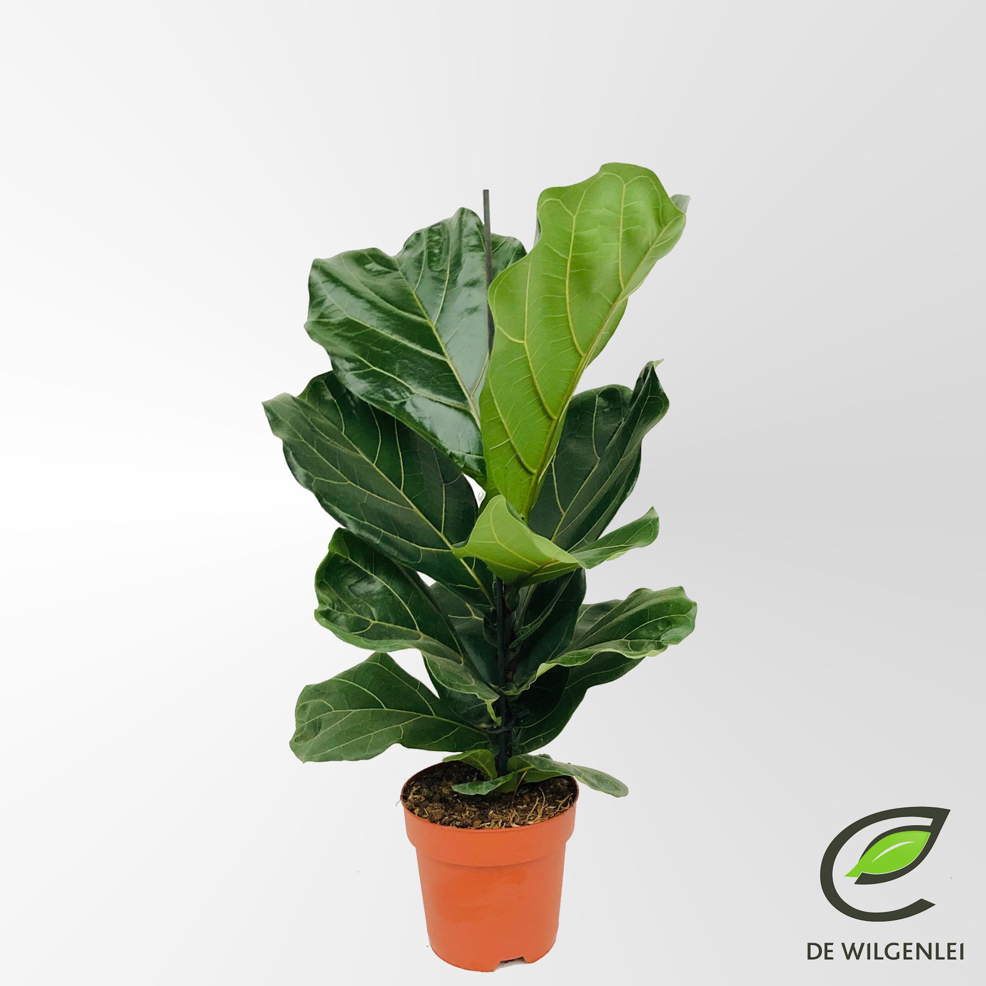 Ficus lyrata p17, D 17