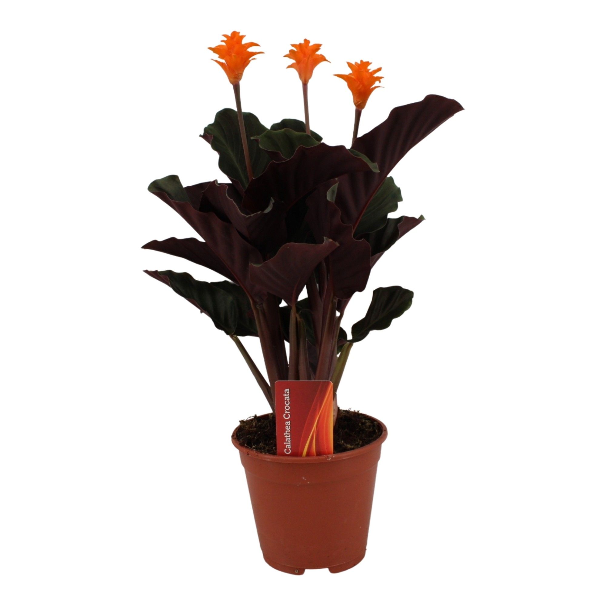 Calathea crocata 3/4 bl basic, D 14