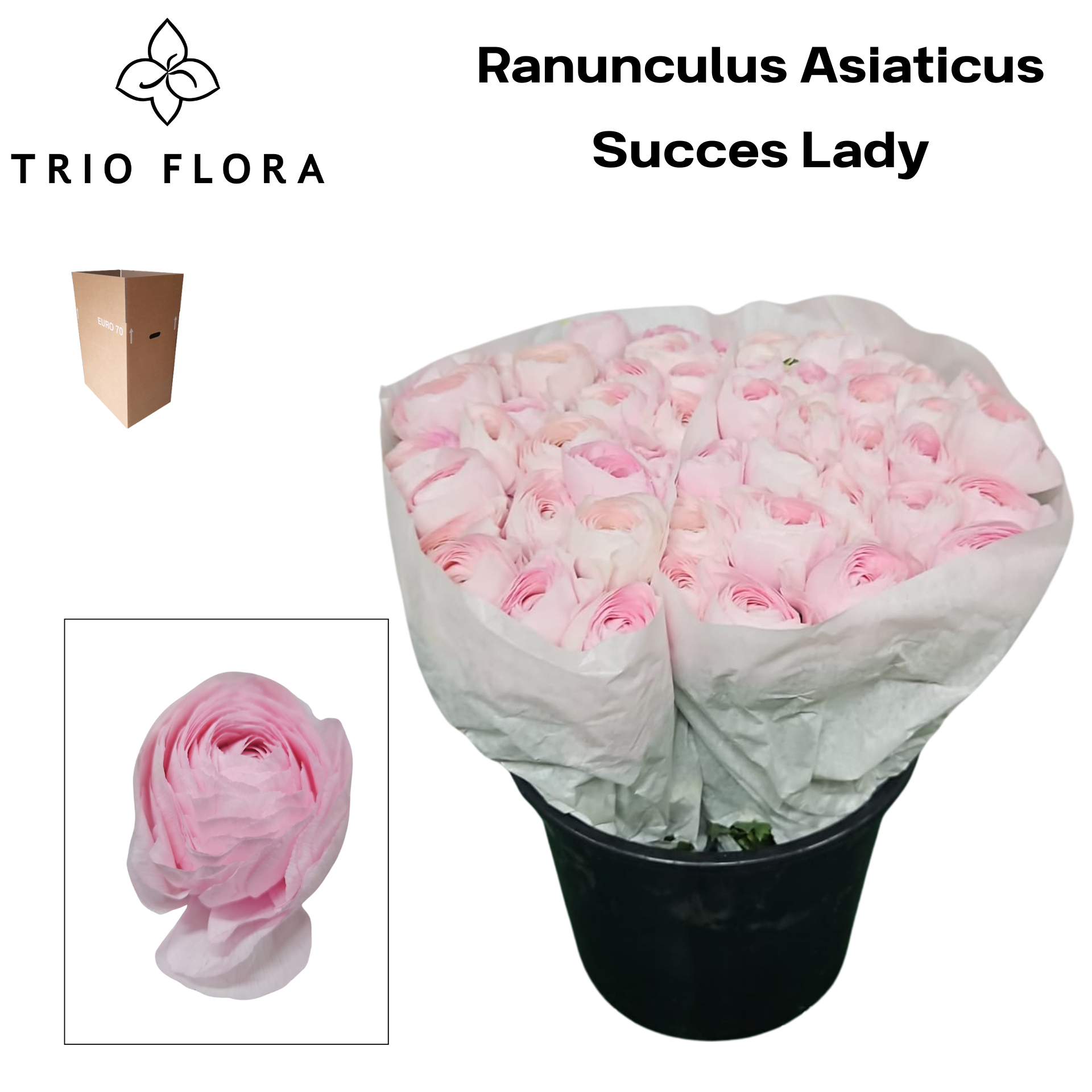 Ранункулус Саксесс Леди 45, шт.