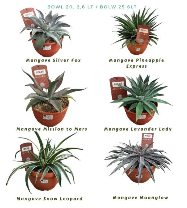 Mangave mix T20, D 20