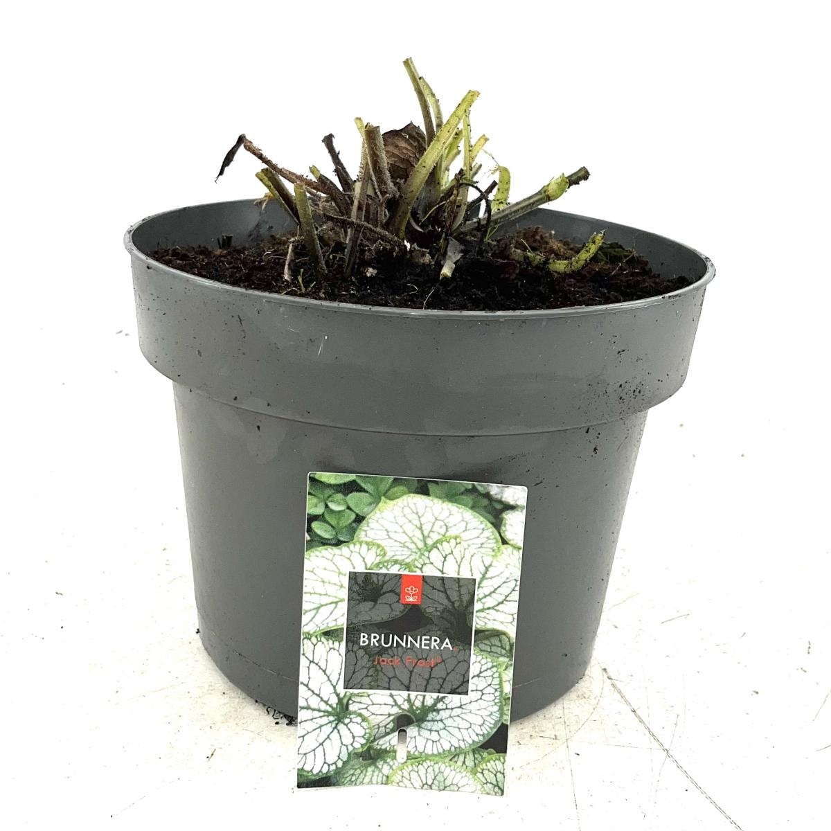 Brunnera macr. 'Jack Frost', D 23