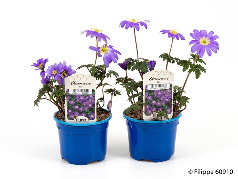 ANEMONE APENNINA, D 9