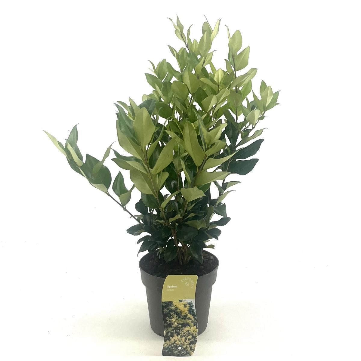 Ligustrum lucidum, D 17