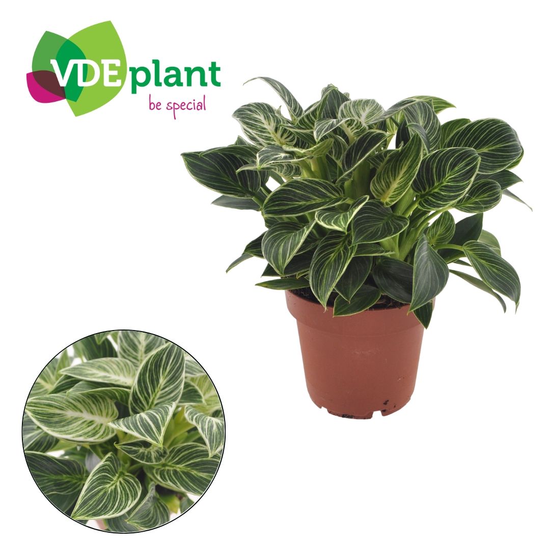 Philodendron White Wave 'Mini', D 12