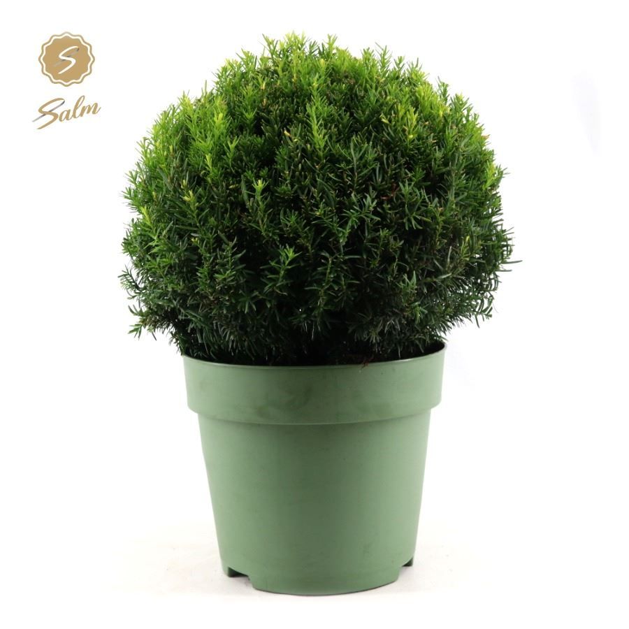Taxus Collection Ball Ø45cm P32, D 32