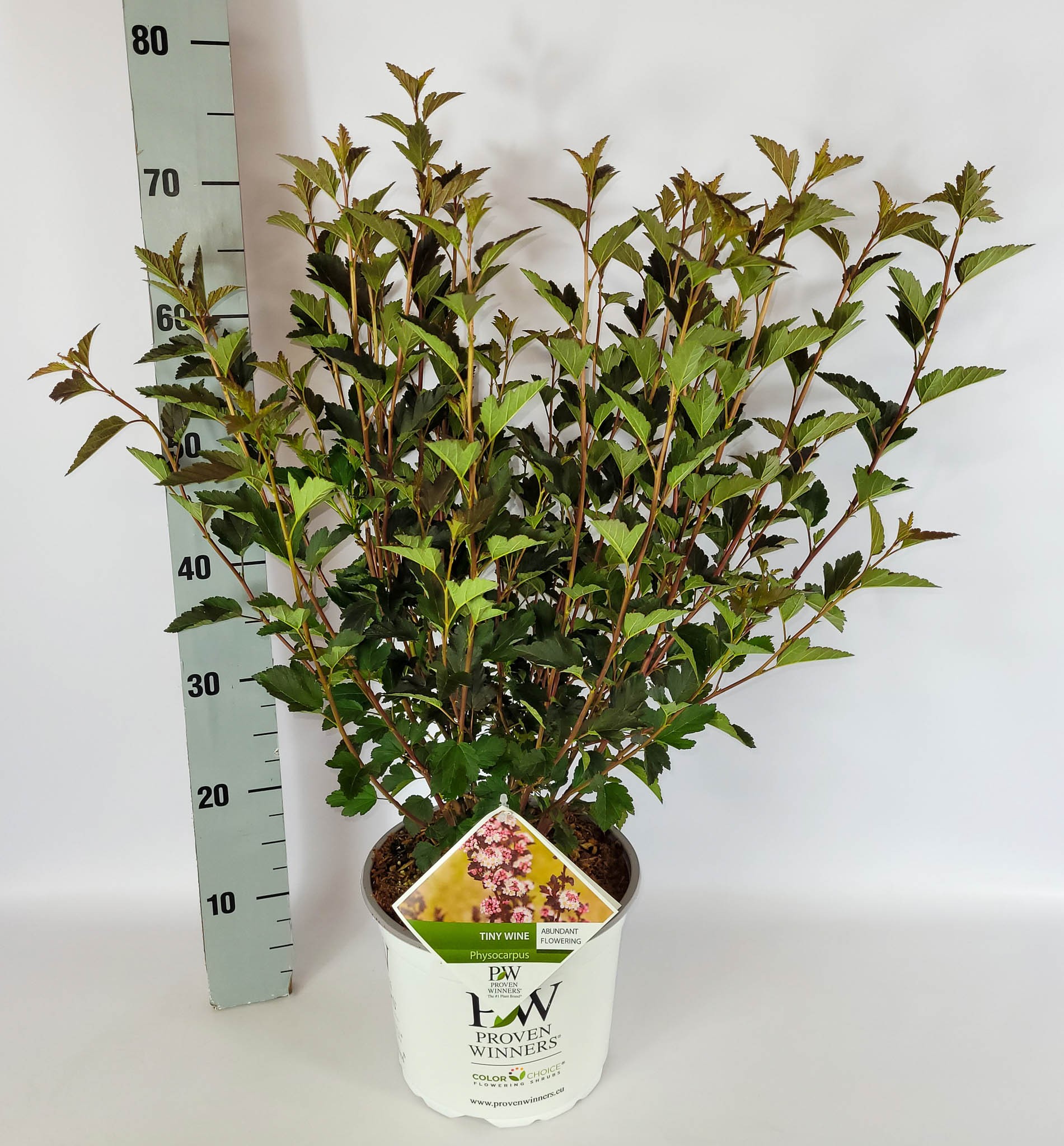 Physocarpus opulifolius Tiny Wine S C5 40-60, D 23