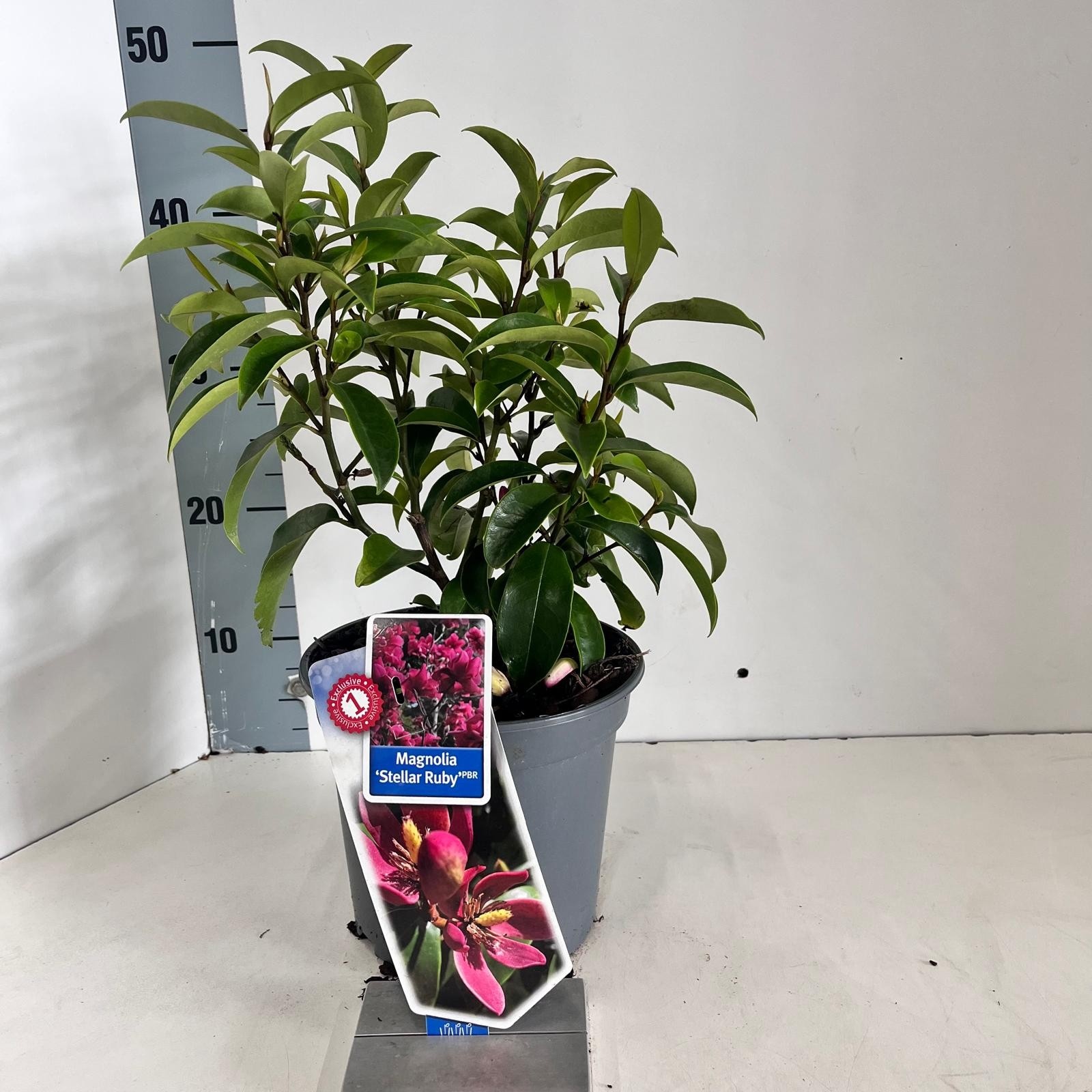 Magnolia figo 'Stellar Ruby' (PP29778), D 19