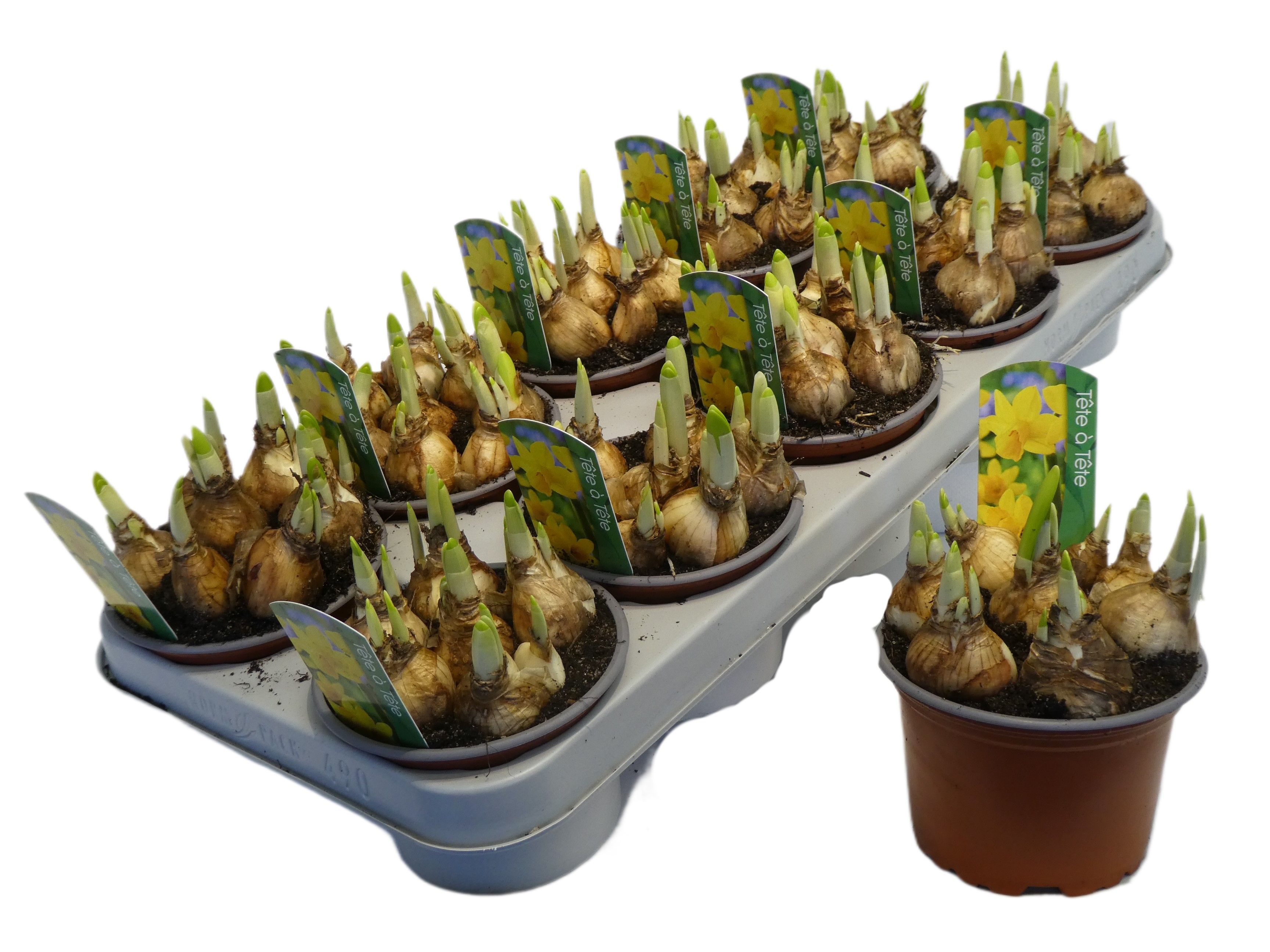 Narcissus Cyclamineus Grp 'Tete a tete', D 12