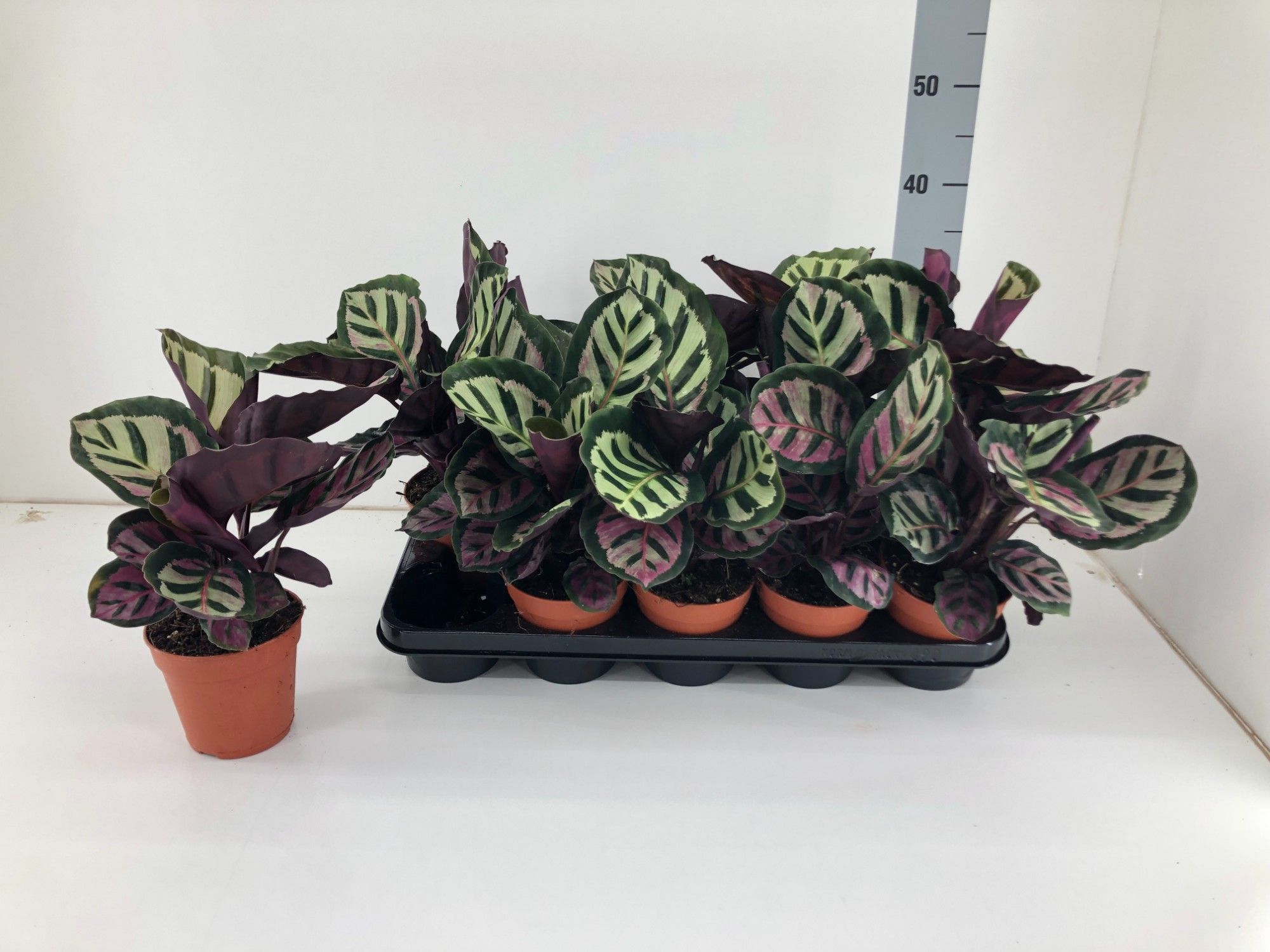 TDM P12 : Calathea Cora P12, D 12