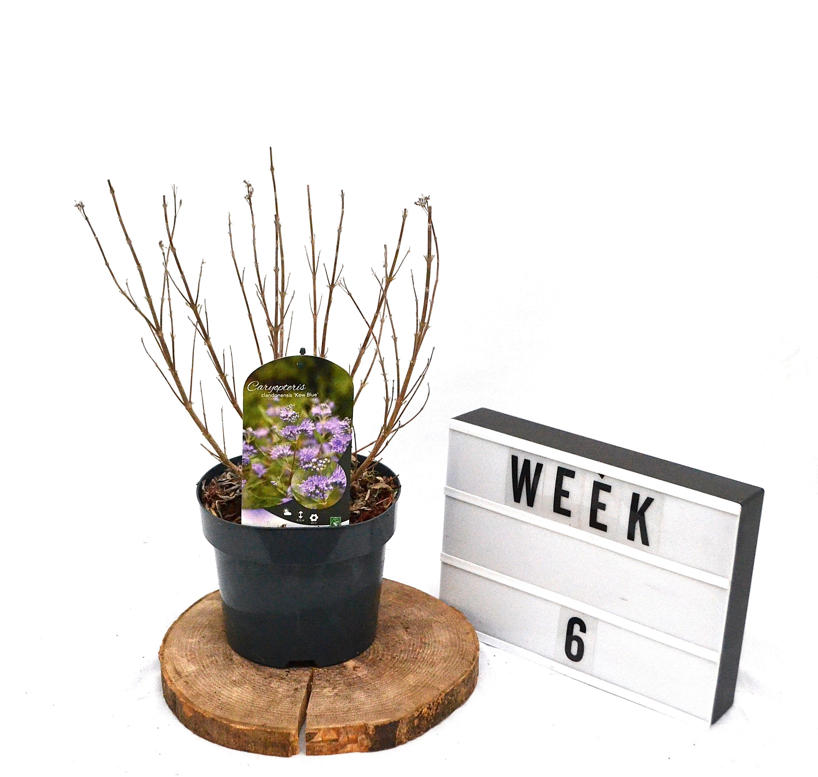 Caryopteris cla. 'Kew Blue' C3, D 19