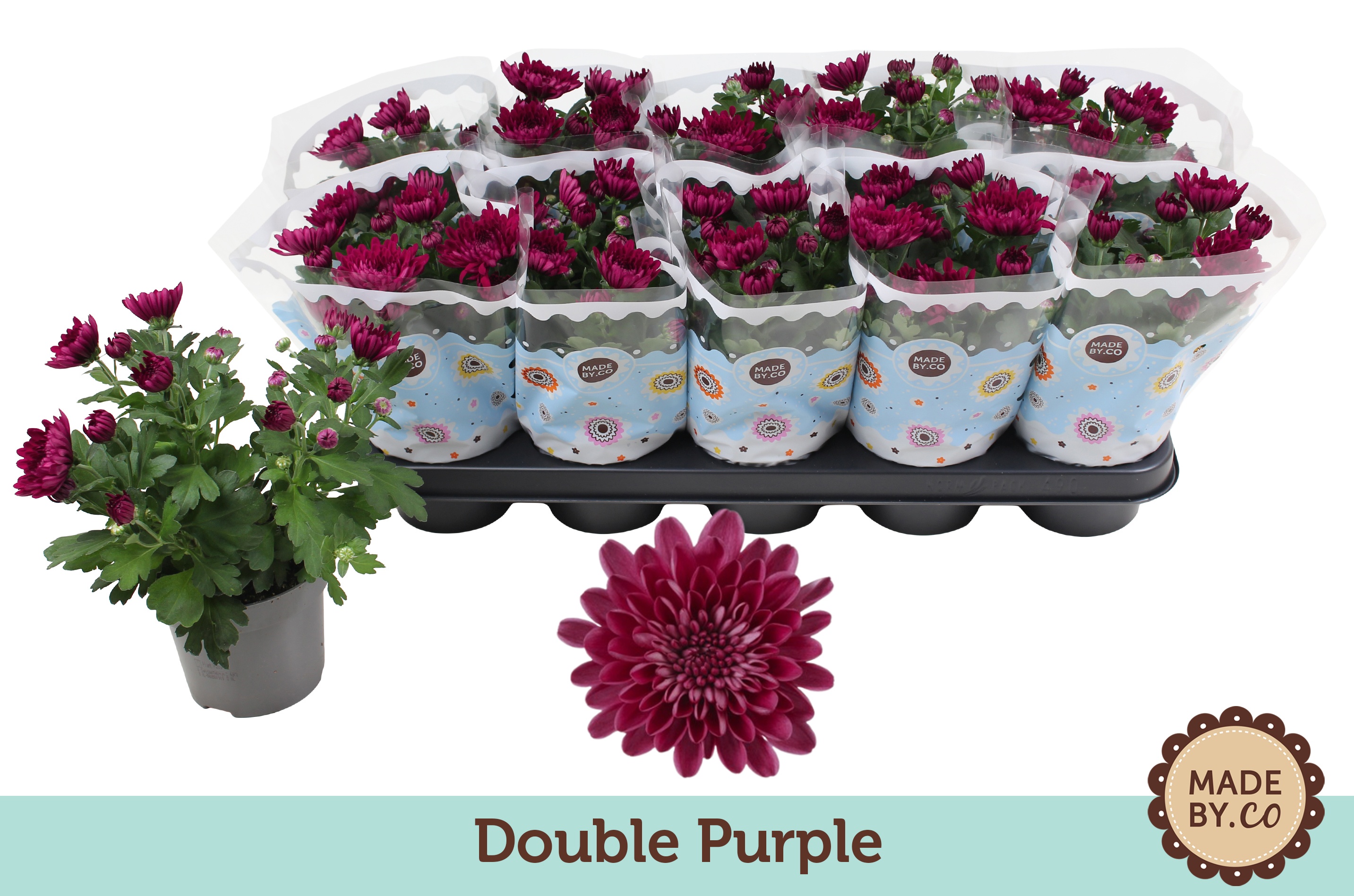 Chrysant Double Purple, D 12