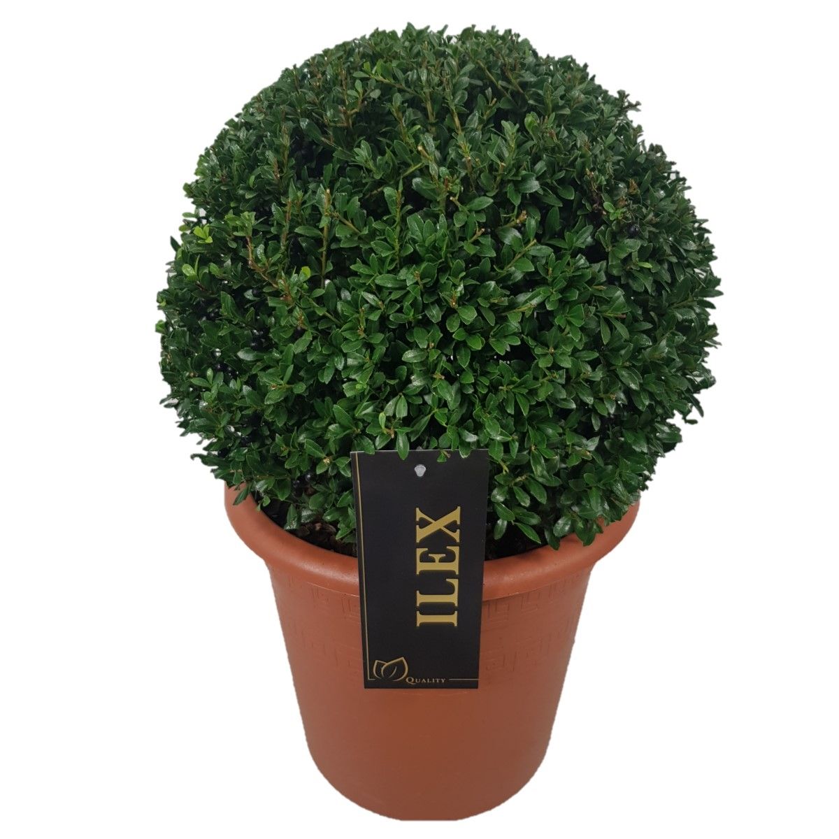 Ilex crenata 'Stokes' Bol  p24 (th) 30-35 ©, D 24