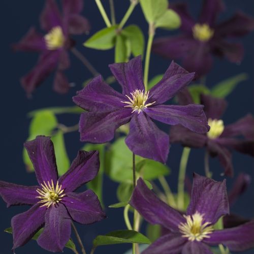 Clematis 'Romantika' +3.0 label, D 15