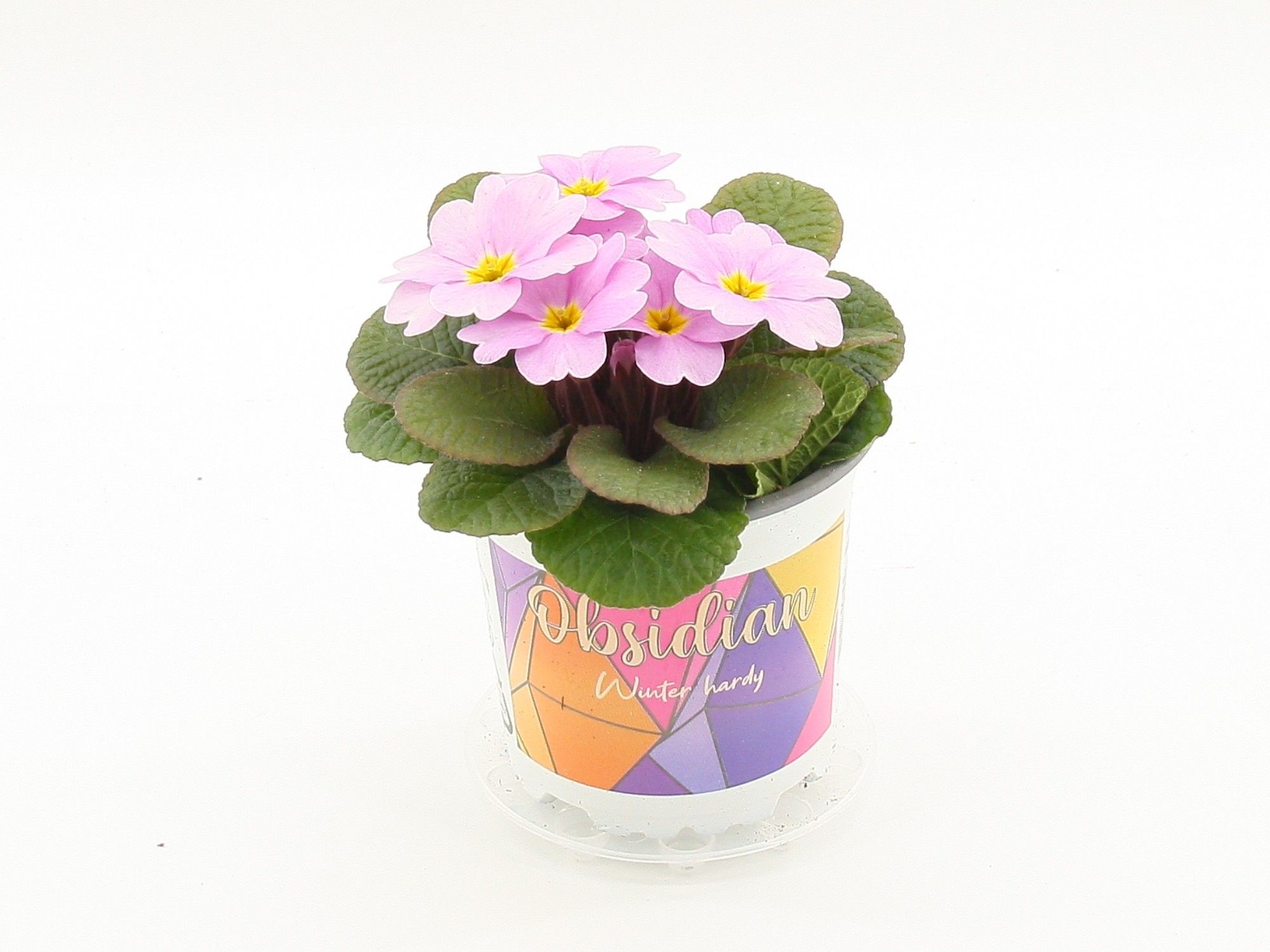 Obsidian winterhard primula Pink, D 10,5