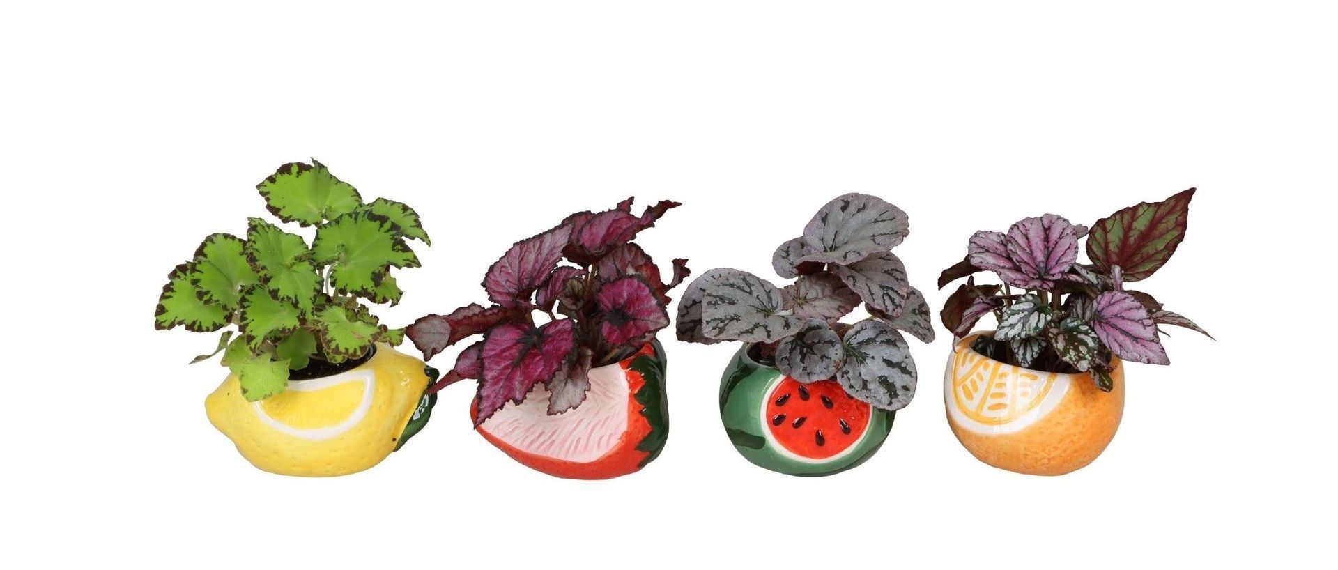 L 66684 with Begonia Rex Mix 6 cm, D 6