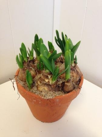 NARCISSUS CYCLAMINEUS 'TETE-A-TETE', D 12