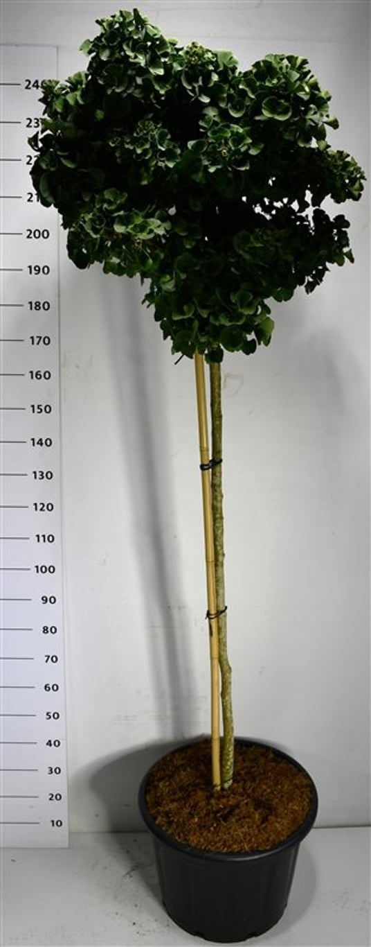 Ginkgo bil. 'Mariken', D 54