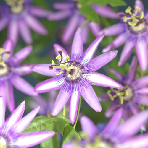 Passiflora 'Amethyst' +bee label, D 11