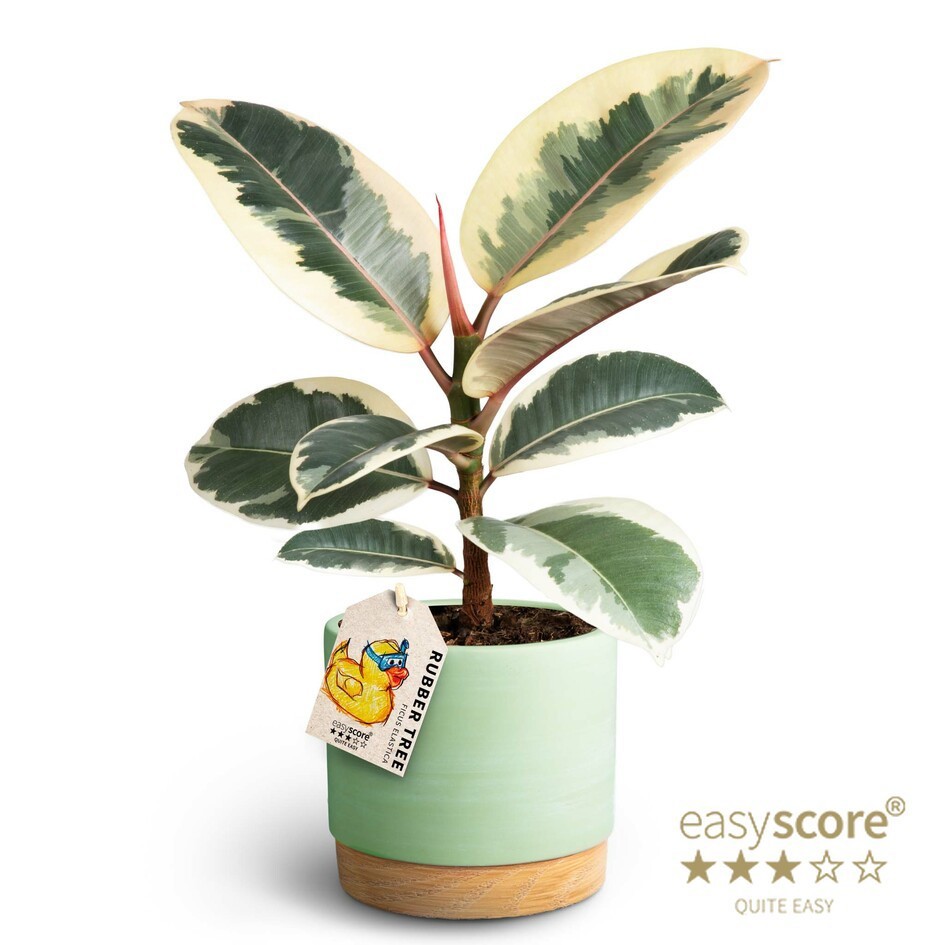 Woodbase Cool Matcha, Ficus elastica ´Tineke´, D 12