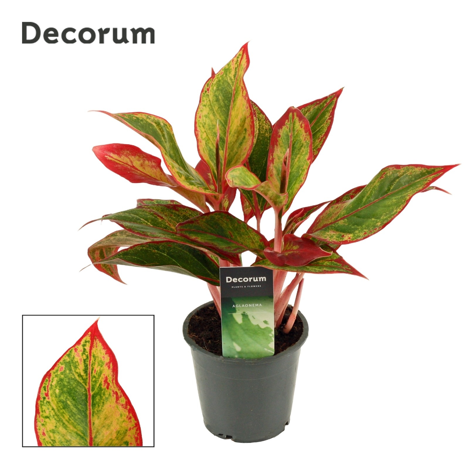 Aglaonema Red Fire 12 cm (Decorum), D 12