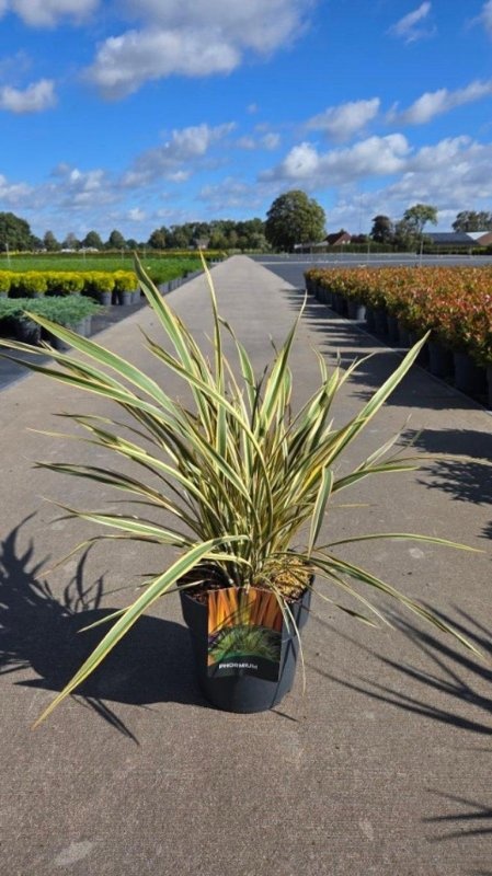 Phormium 'Golden Ray', D 29