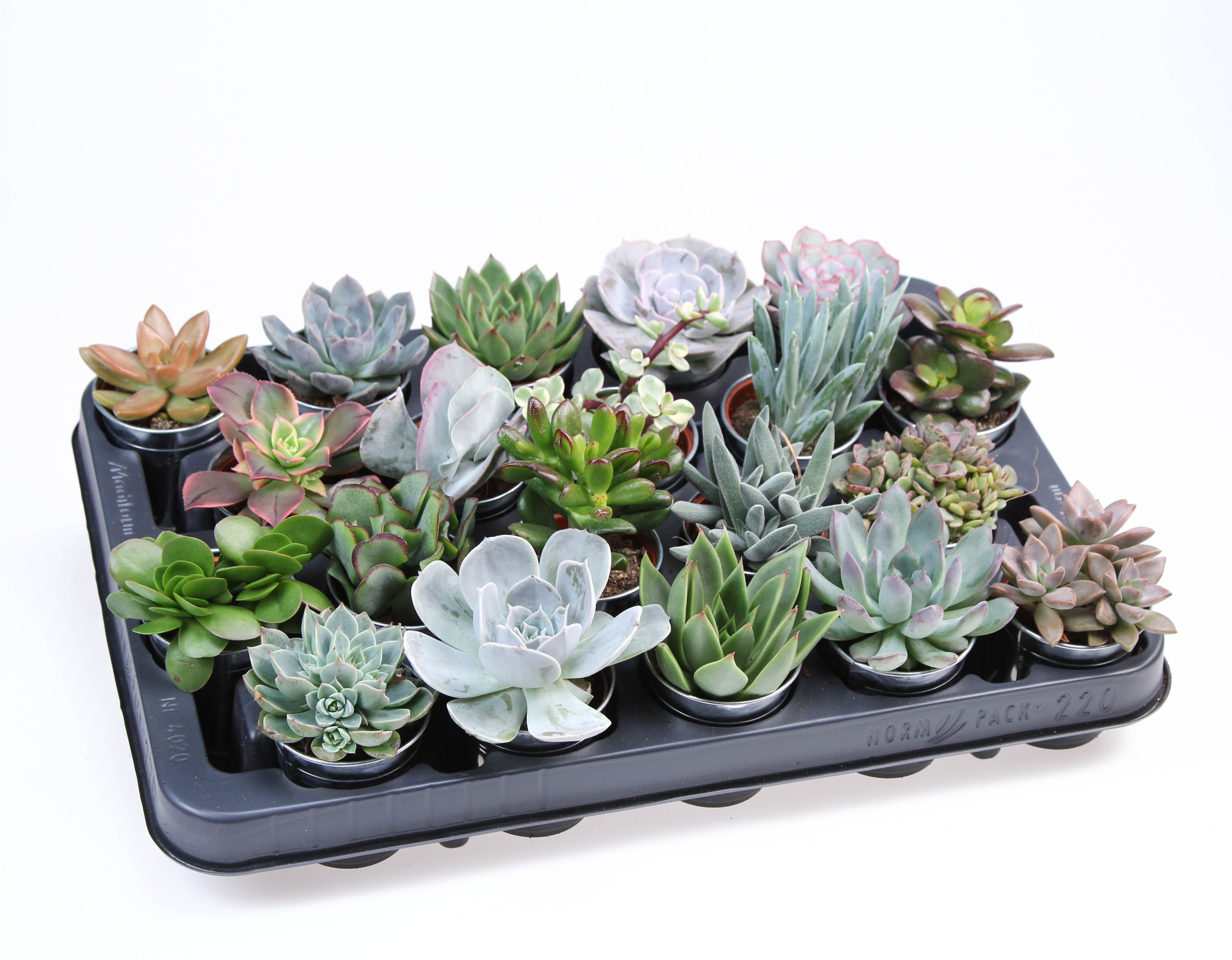 Succulent zinkpot, D 7